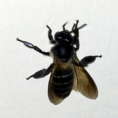 Apis dorsata breviligula