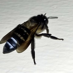 Apis dorsata breviligula
