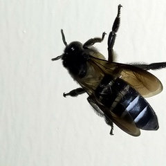 Apis dorsata breviligula