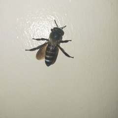 Apis dorsata breviligula