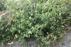 Vicia amurensis