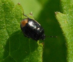 Legnotus limbosus