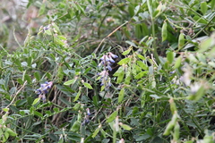 Vicia amurensis