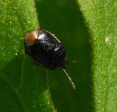 Legnotus limbosus