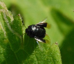 Legnotus limbosus