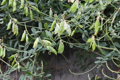 Vicia amurensis