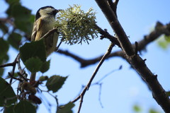 Periparus ater