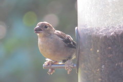 Fringilla coelebs