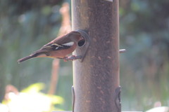 Fringilla coelebs