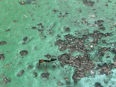 Odontomachus erythrocephalus