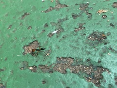 Odontomachus erythrocephalus
