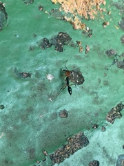 Odontomachus erythrocephalus