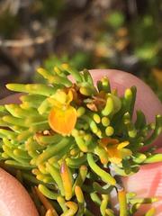 Aspalathus tuberculata