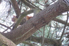 Sciurus vulgaris