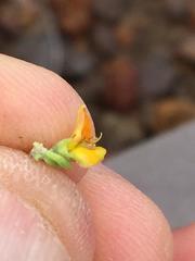 Aspalathus tuberculata