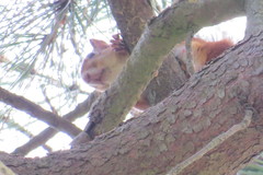 Sciurus vulgaris