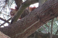 Sciurus vulgaris