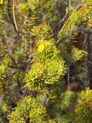 Aspalathus tuberculata