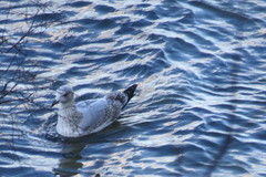 Larus argentatus