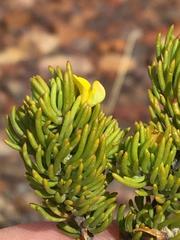 Aspalathus tuberculata