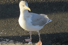 Larus argentatus