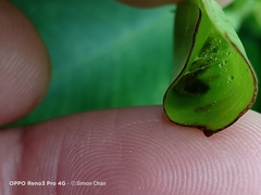 Glyphodes bivitralis