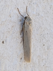 Eilema interpositella