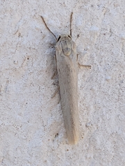 Eilema interpositella