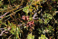 Leucadendron glaberrimum glaberrimum