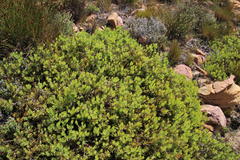 Leucadendron glaberrimum glaberrimum