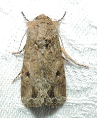 Spodoptera exempta