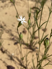 Silene aethiopica