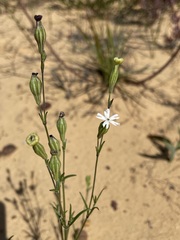 Silene aethiopica