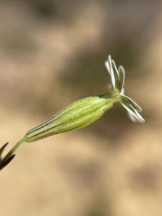 Silene aethiopica