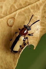 Crioceris paracenthesis