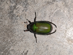 Anomala albopilosa