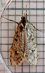 Diurnea fagella