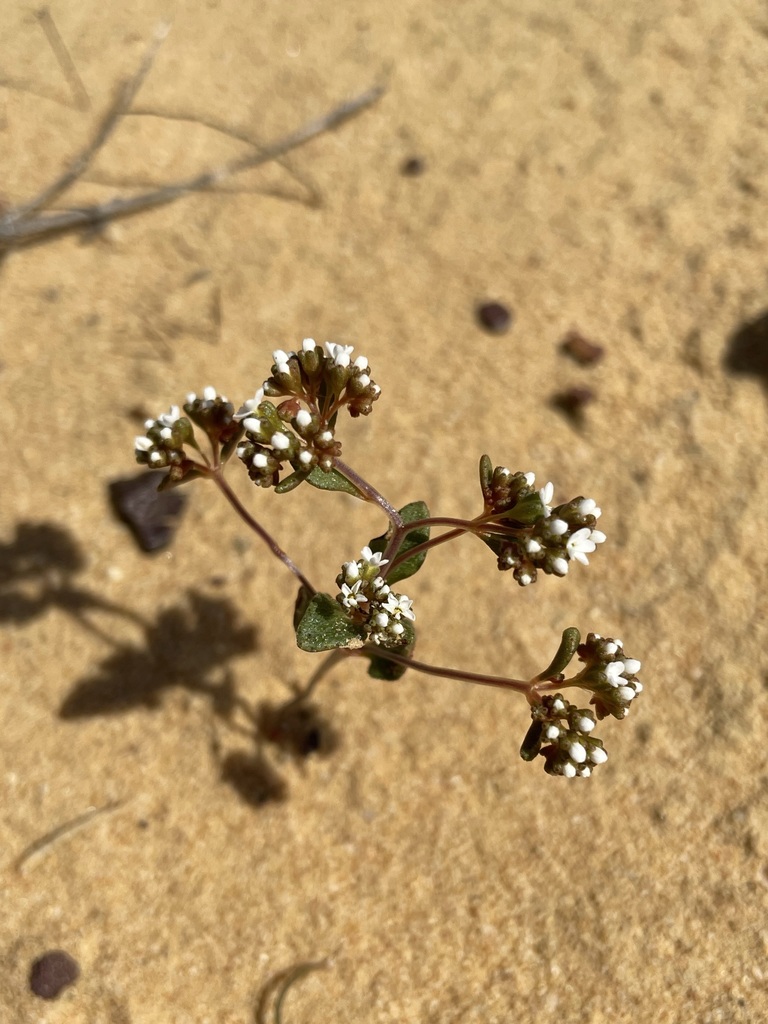 Crassula filiformis