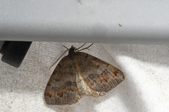 Macaria loricaria