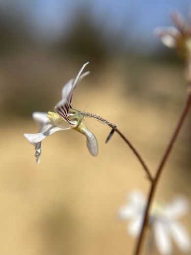 Image of Nemesia bicornis by (c) Matt Berger, some rights reserved (CC BY)