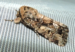 Spodoptera umbraculata
