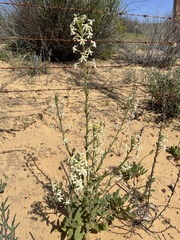 Lyperia tristis