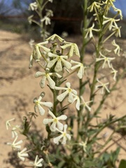Lyperia tristis