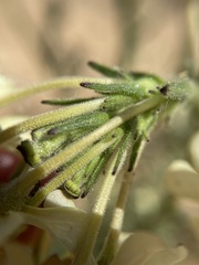 Lyperia tristis