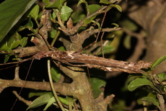 Trachythorax