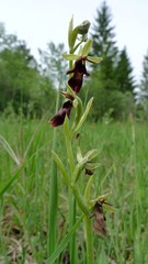 Ophrys insectifera