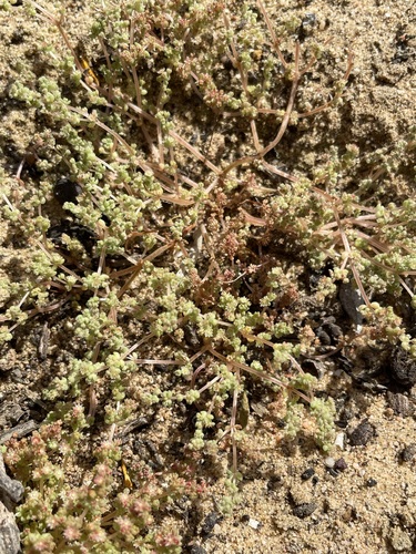 Image of Thunbergs Stonecrop (Crassula thunbergiana) by (c) Matt Berger, some rights reserved (CC BY)