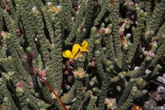 Aspalathus triquetra