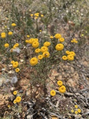 Oncosiphon grandiflorus