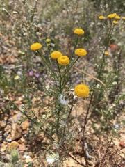 Oncosiphon grandiflorus